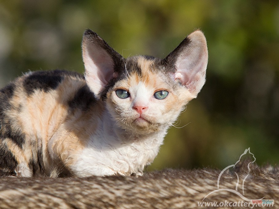 jquery image carousel