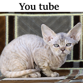 devon rex