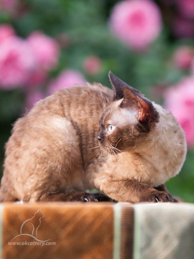 devon rex