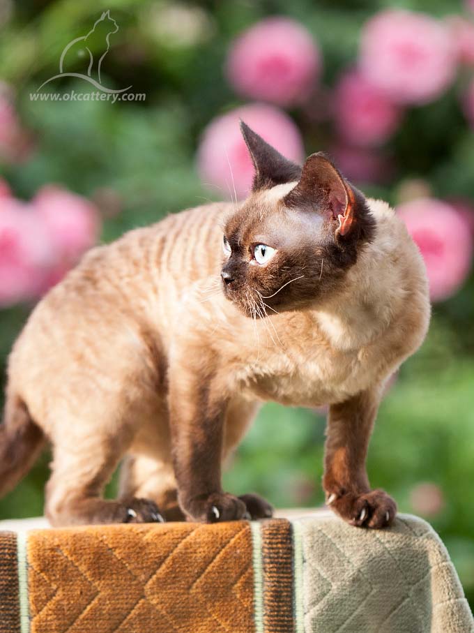 devon rex
