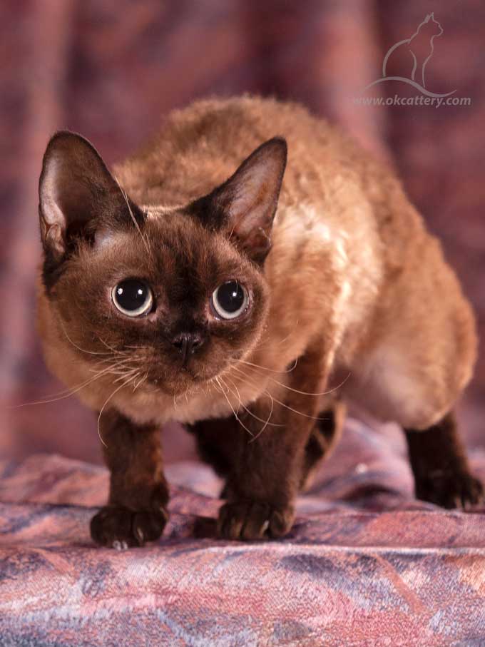 devon rex