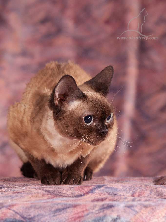 devon rex