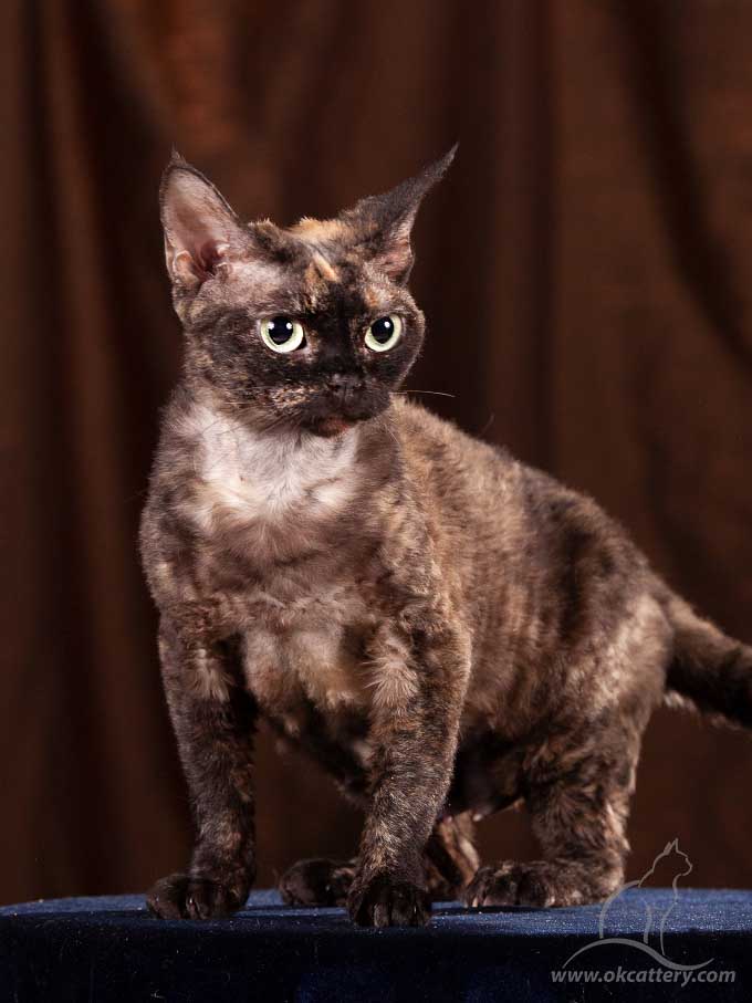 devon rex