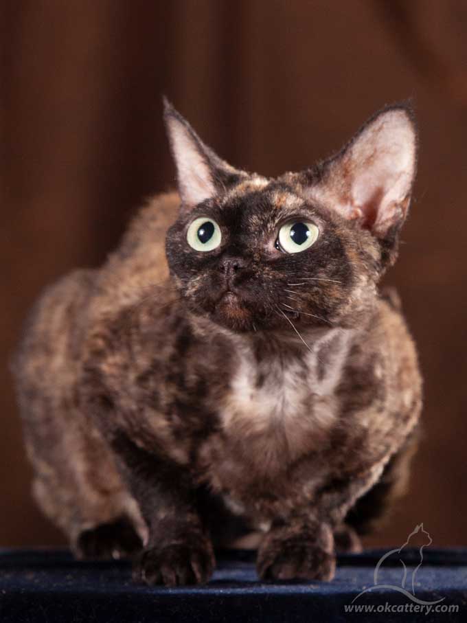 devon rex