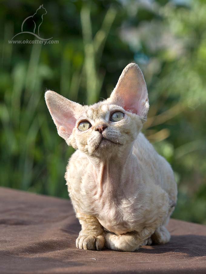 devon rex