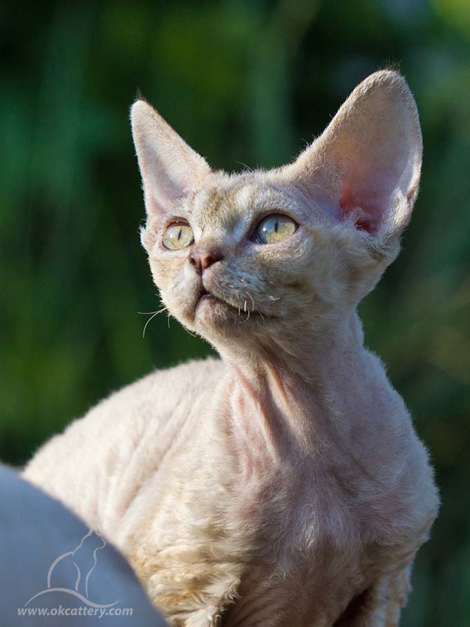 devon rex