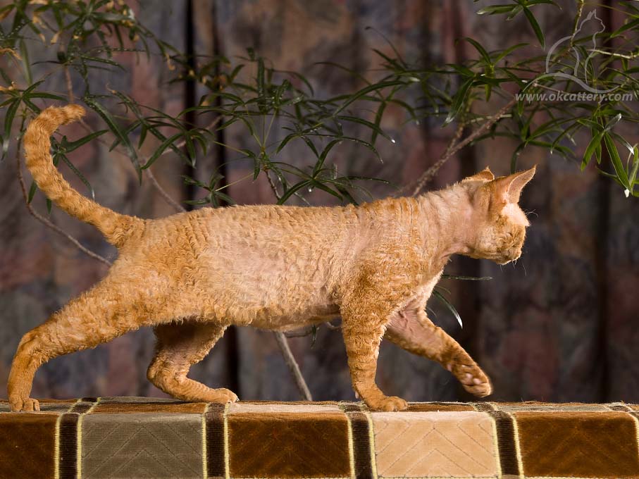 Devon Rex DreamCatcher RS 2