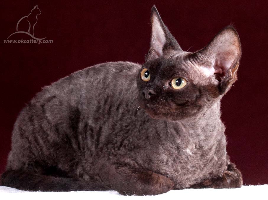 Devon Rex DreamCatcher RS 2