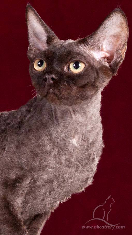 Devon Rex DreamCatcher RS 2