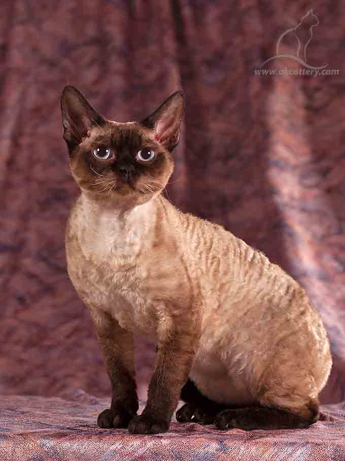 devon rex