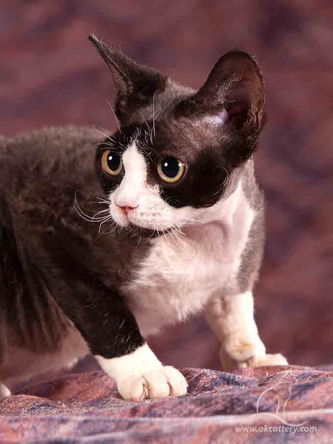 devon rex