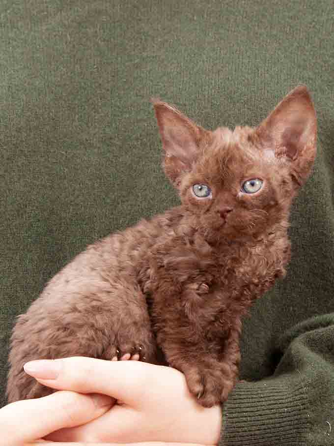 devon rex