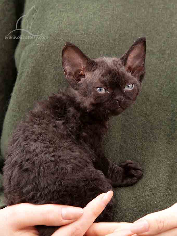devon rex
