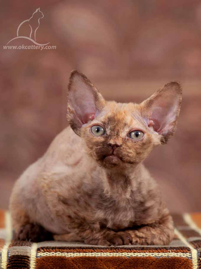 Devon Rex kitten female n03 for sale Europe