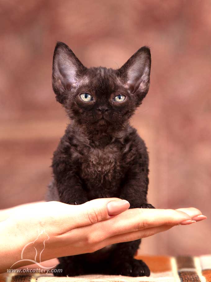Devon Rex kitten male n32 for sale Europe