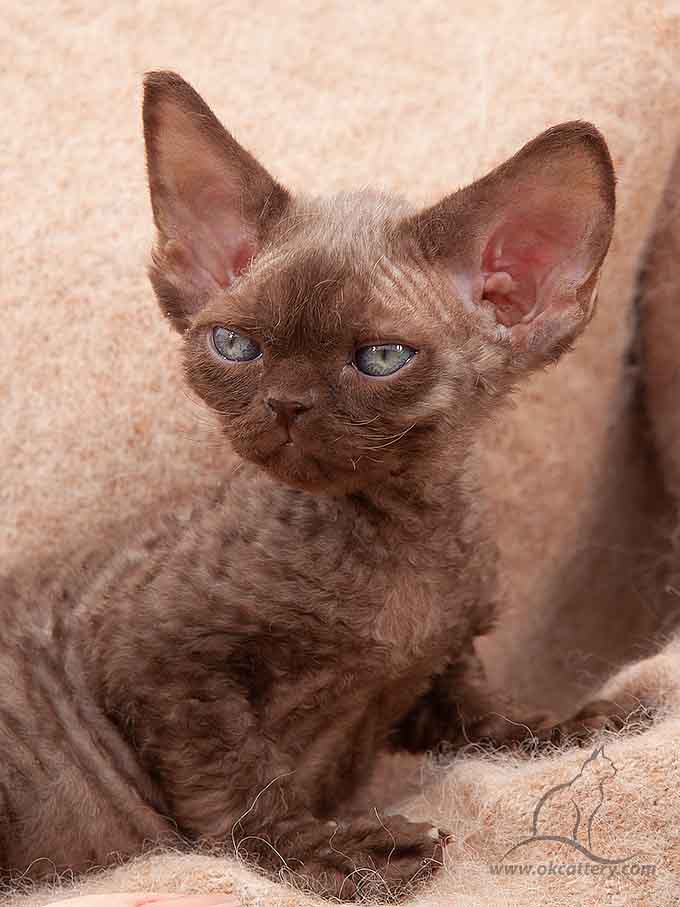 Devon Rex kitten male b for sale Europe