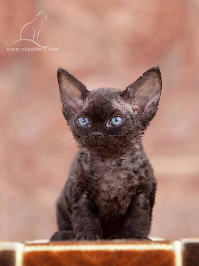 Devon Rex kitten male n for sale Europe