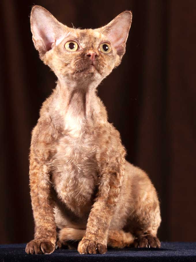Devon Rex kitten female n03 for sale Europe