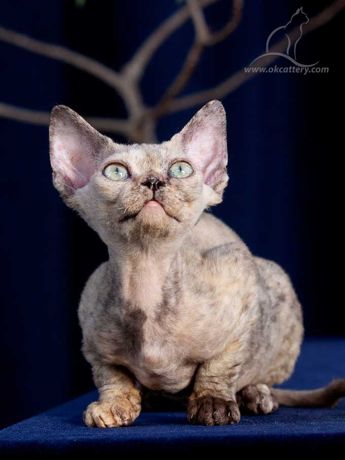 Devon Rex kitten male b for sale Europe