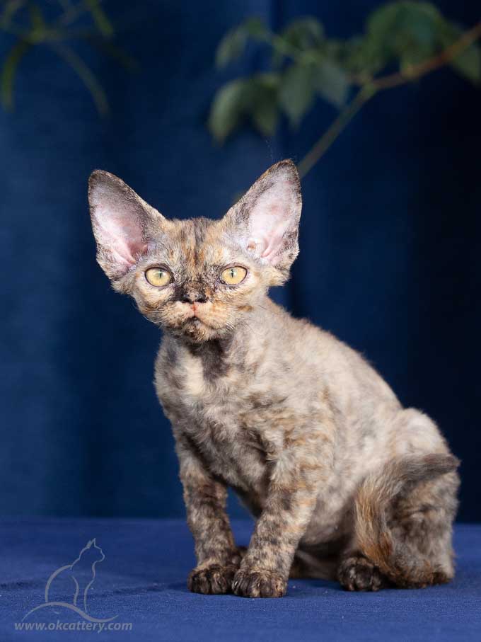 Devon Rex kitten male n for sale Europe