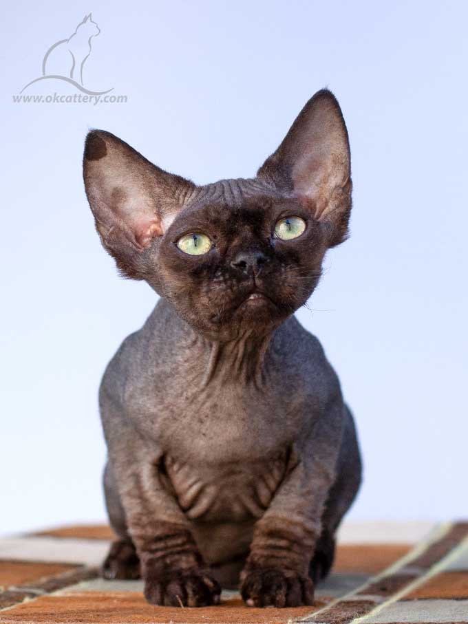 Devon Rex kitten male n for sale Europe